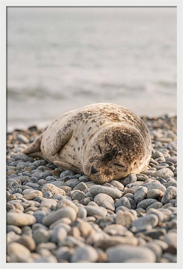 Harbor Seal Pup Resting