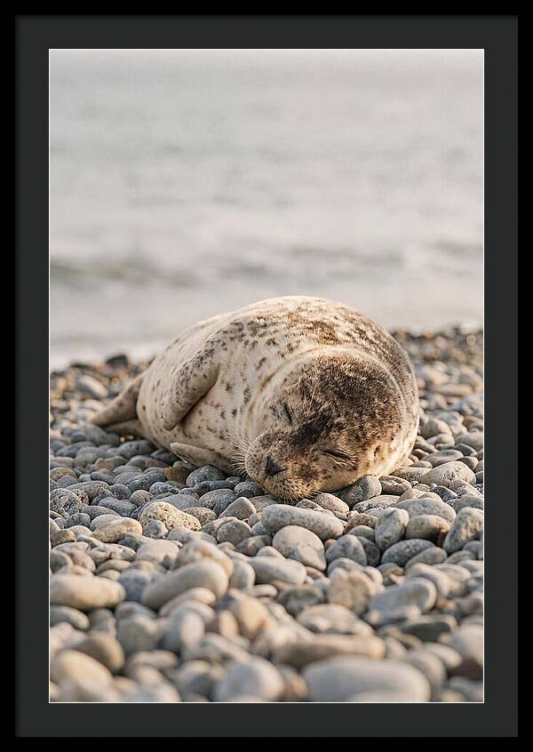 Harbor Seal Pup Resting