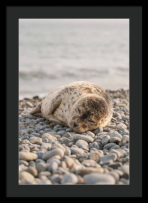 Harbor Seal Pup Resting