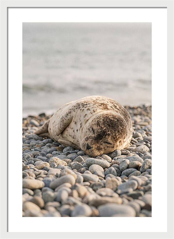 Harbor Seal Pup Resting
