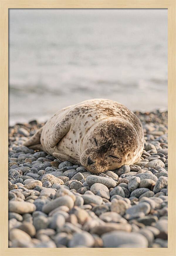 Harbor Seal Pup Resting