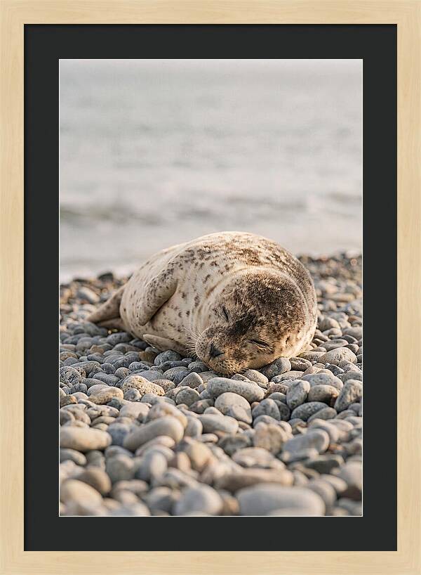 Harbor Seal Pup Resting