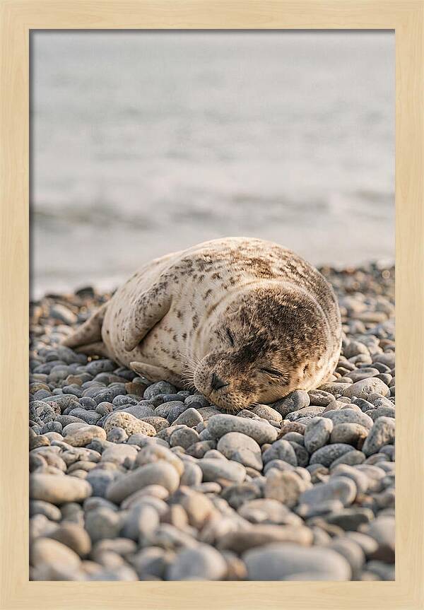 Harbor Seal Pup Resting