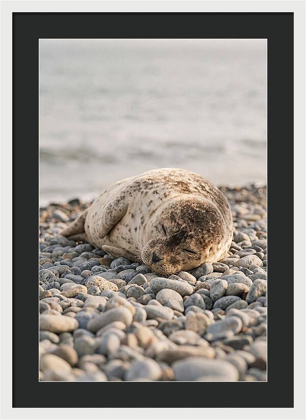 Harbor Seal Pup Resting