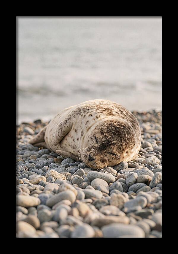 Harbor Seal Pup Resting