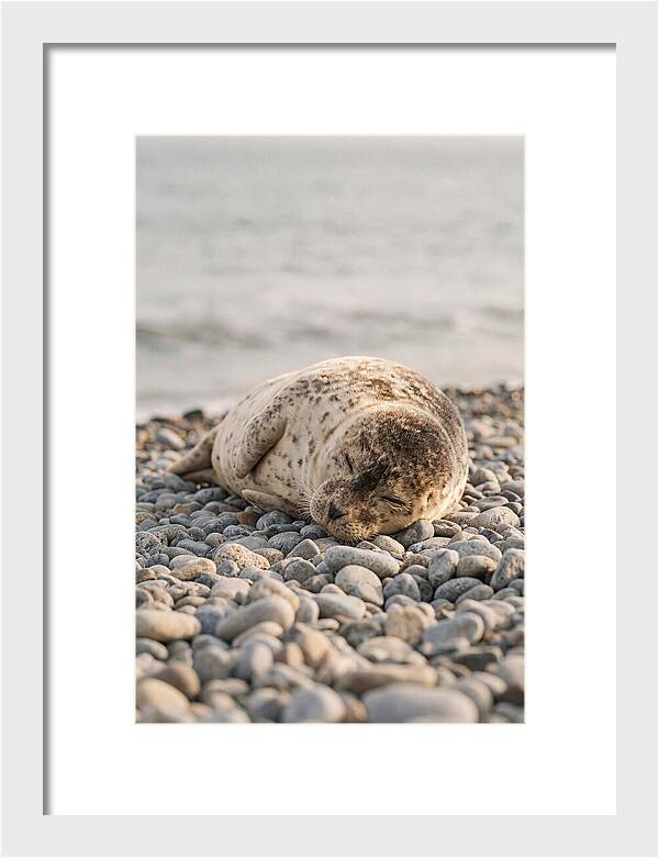 Harbor Seal Pup Resting