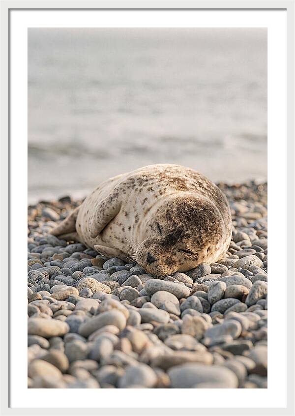 Harbor Seal Pup Resting