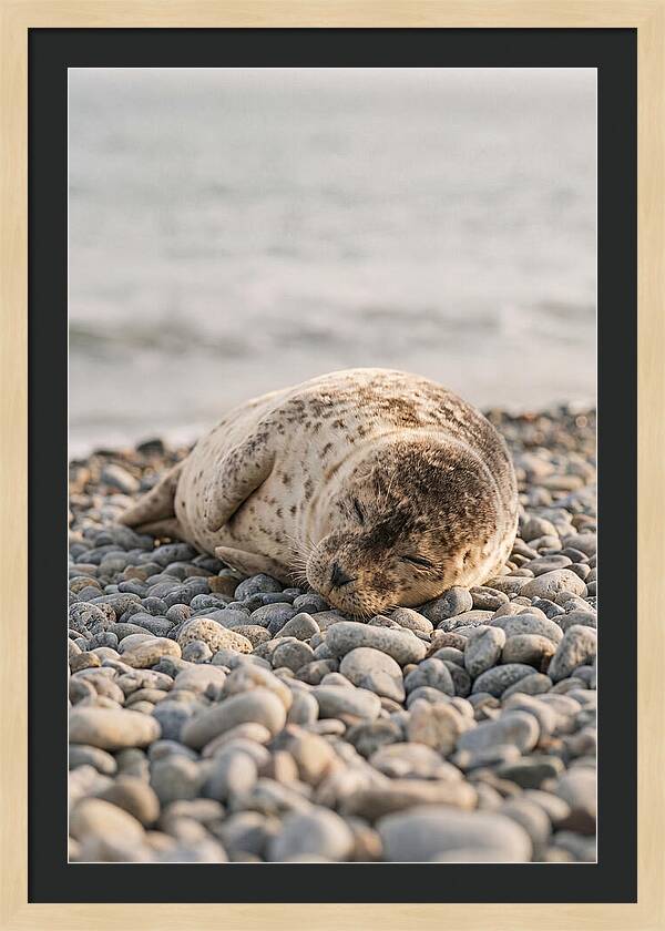Harbor Seal Pup Resting
