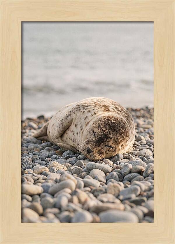 Harbor Seal Pup Resting