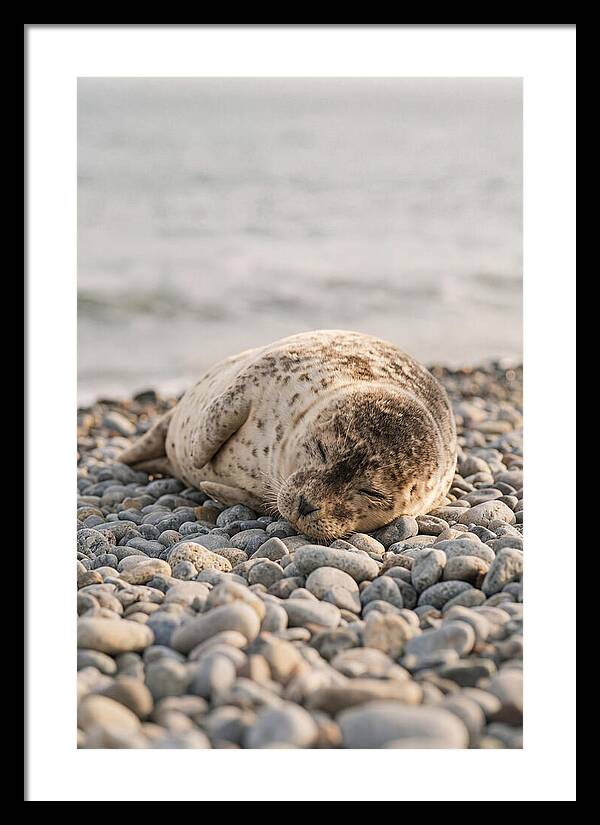 Harbor Seal Pup Resting