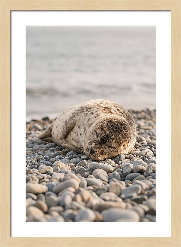Harbor Seal Pup Resting