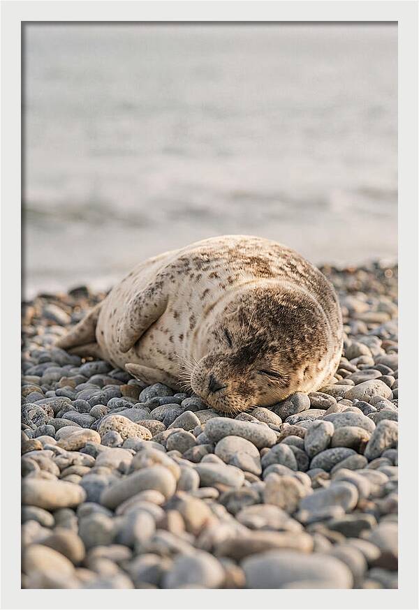 Harbor Seal Pup Resting