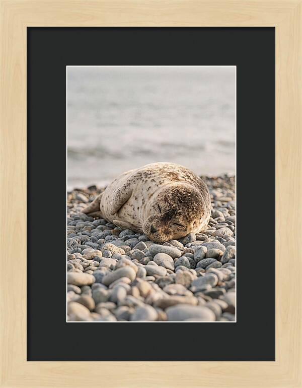 Harbor Seal Pup Resting