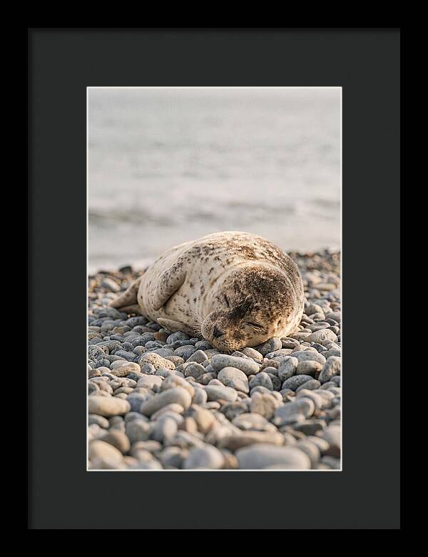 Harbor Seal Pup Resting