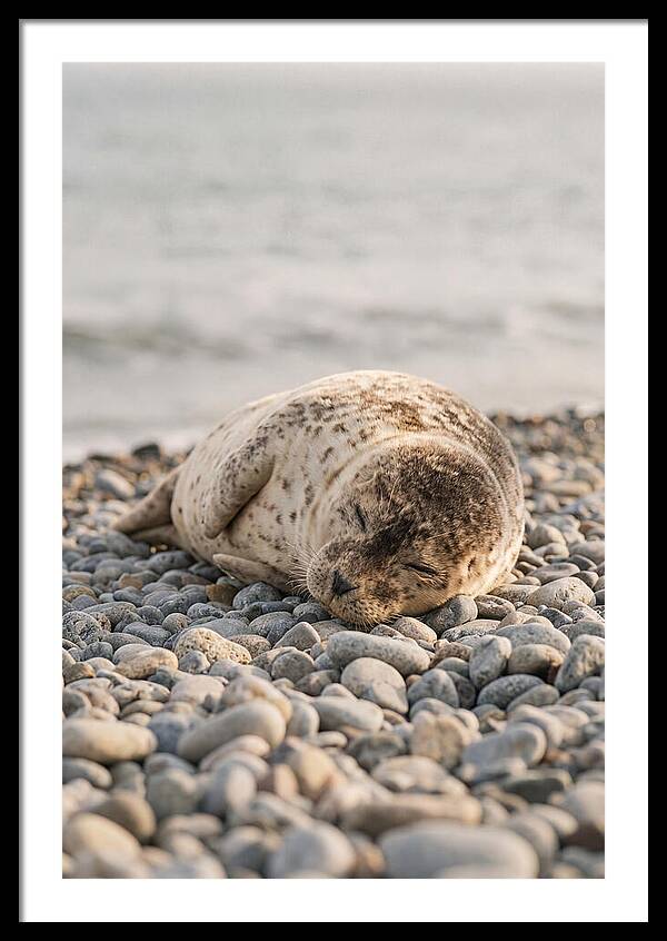 Harbor Seal Pup Resting