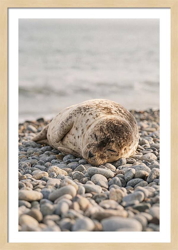 Harbor Seal Pup Resting