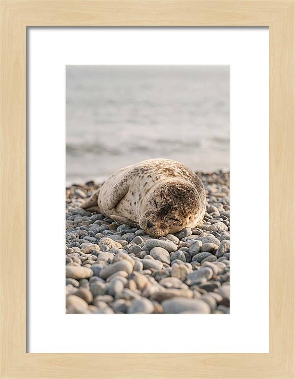 Harbor Seal Pup Resting