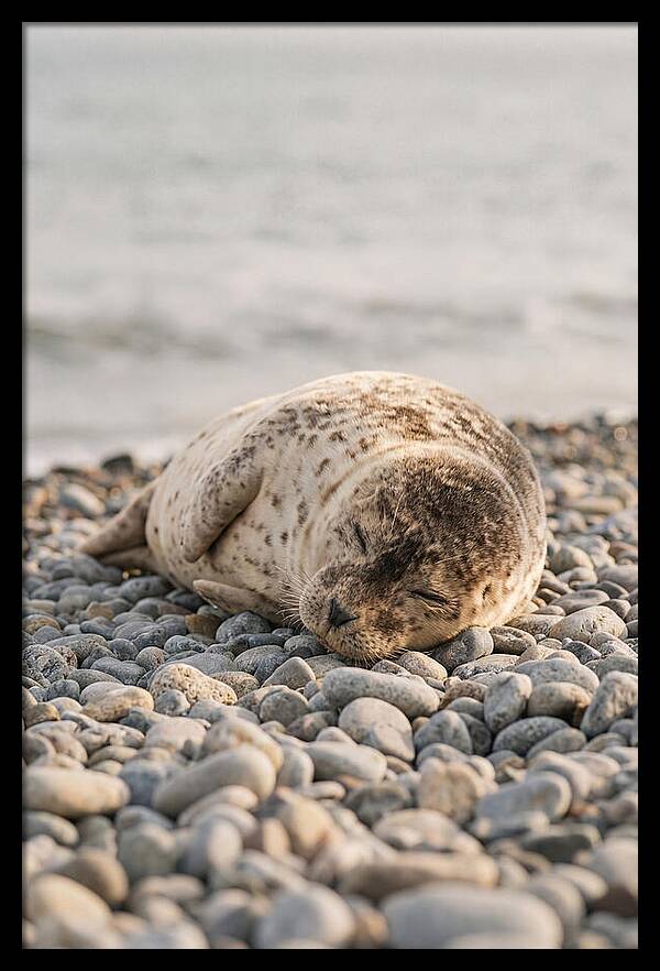Harbor Seal Pup Resting