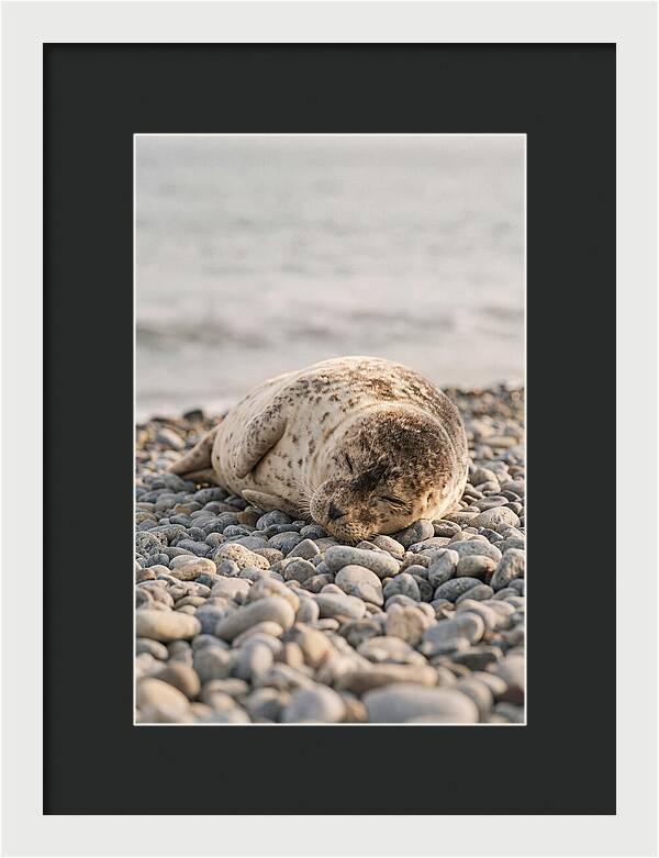 Harbor Seal Pup Resting