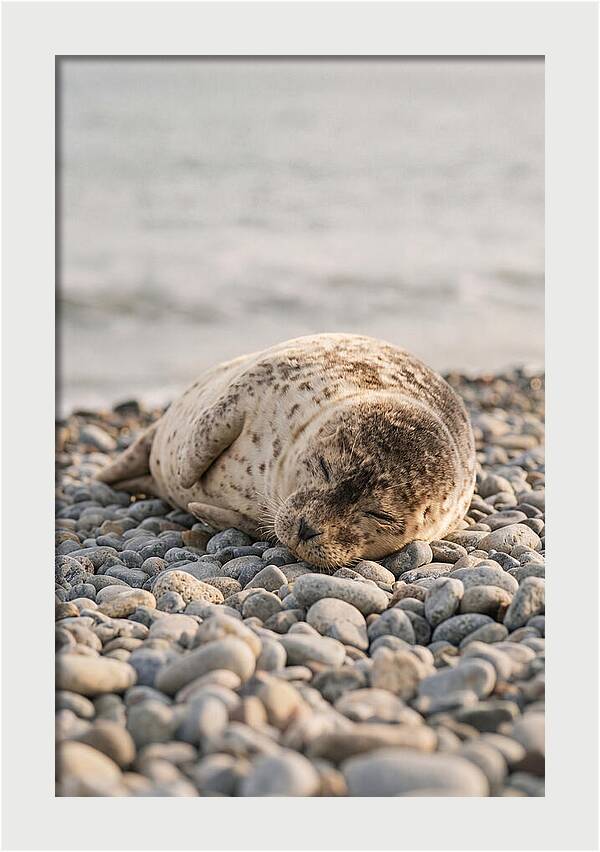 Harbor Seal Pup Resting