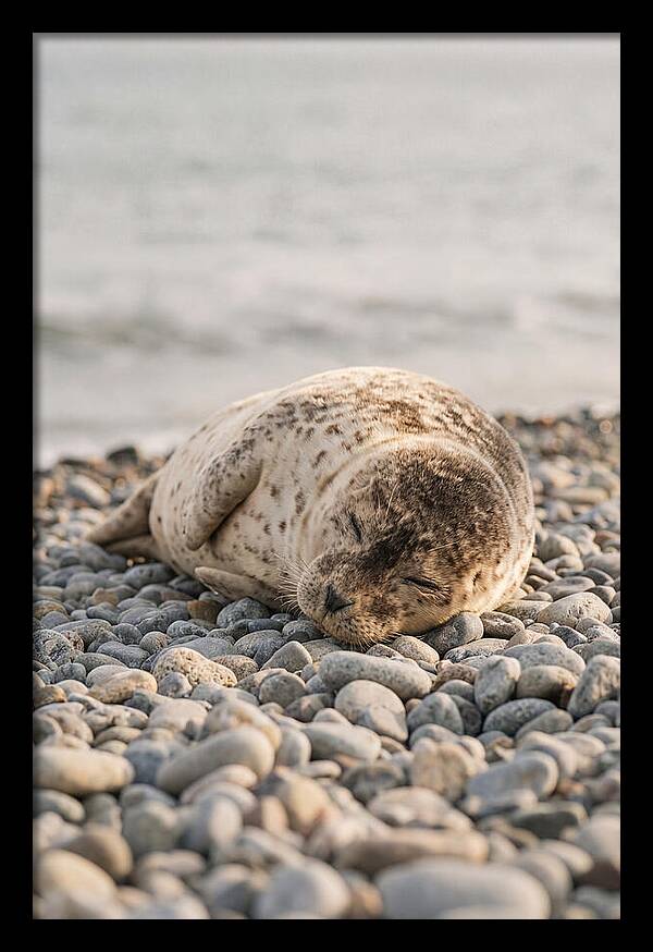 Harbor Seal Pup Resting