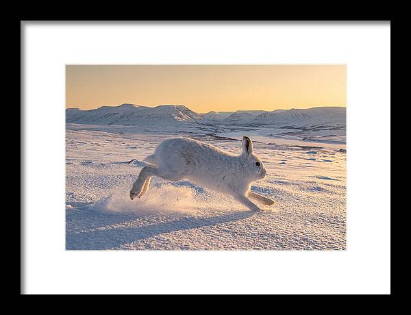 Hare Dancing Through Snow