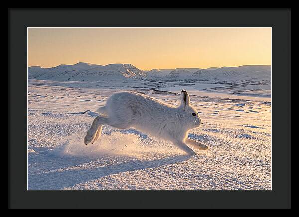 Hare Dancing Through Snow