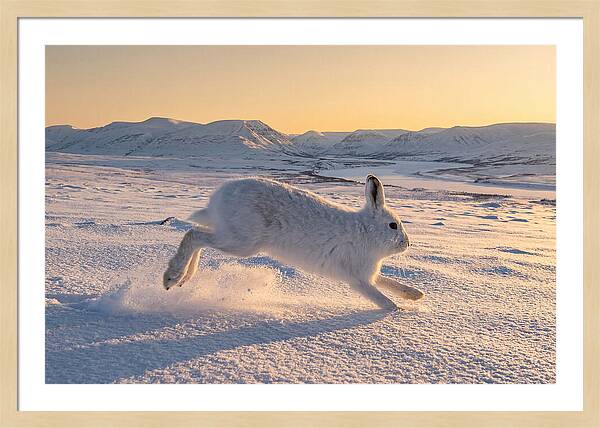 Hare Dancing Through Snow