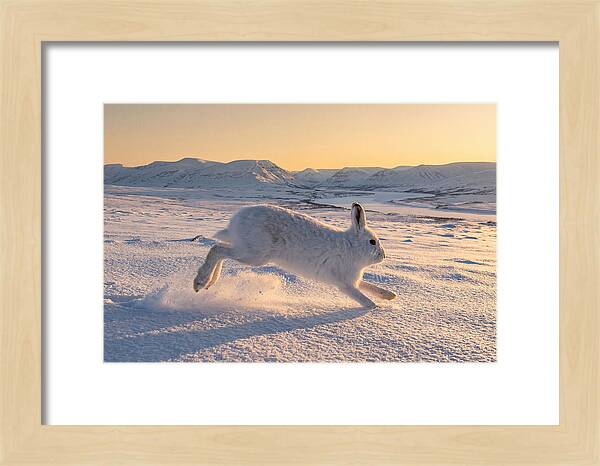 Hare Dancing Through Snow