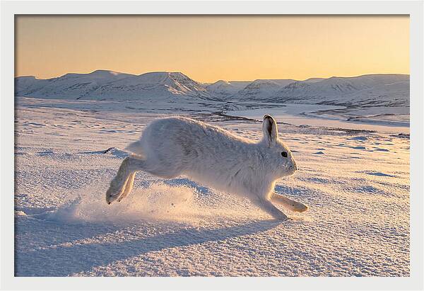 Hare Dancing Through Snow