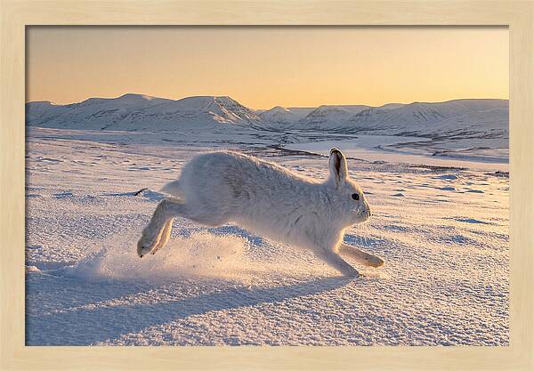 Hare Dancing Through Snow