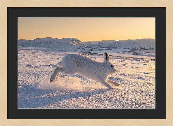 Hare Dancing Through Snow