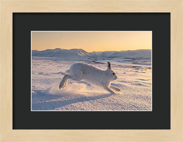 Hare Dancing Through Snow