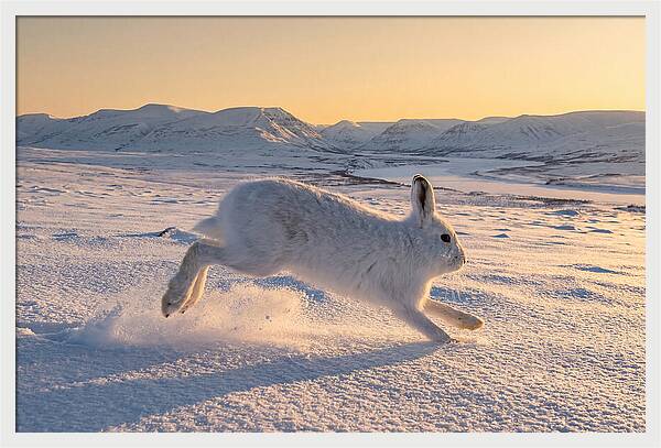 Hare Dancing Through Snow