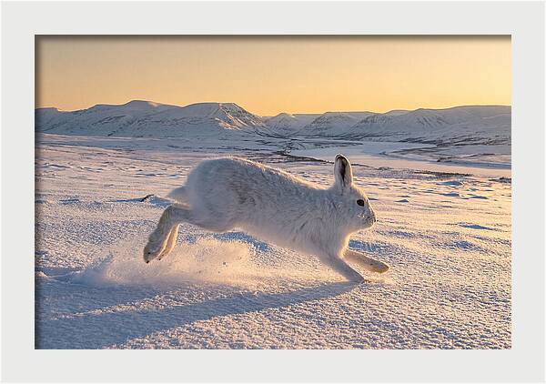 Hare Dancing Through Snow