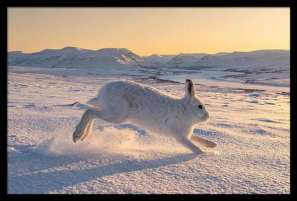 Hare Dancing Through Snow