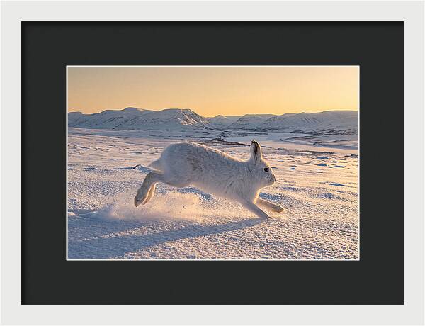 Hare Dancing Through Snow
