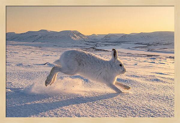 Hare Dancing Through Snow