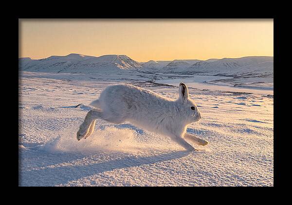 Hare Dancing Through Snow