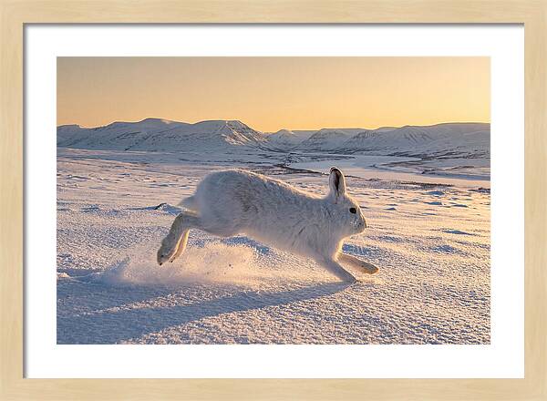 Hare Dancing Through Snow