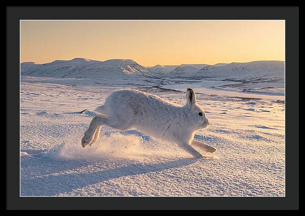 Hare Dancing Through Snow