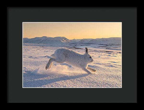 Hare Dancing Through Snow
