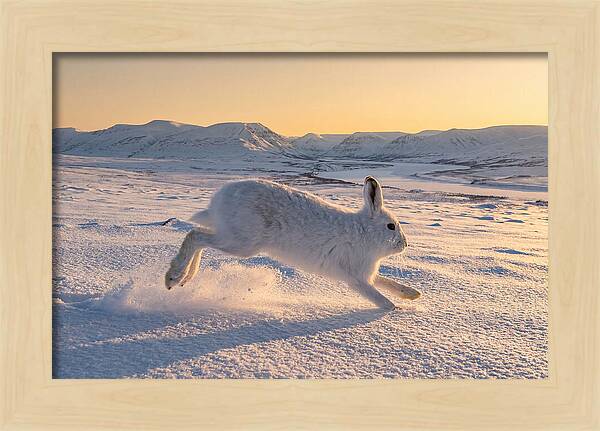 Hare Dancing Through Snow