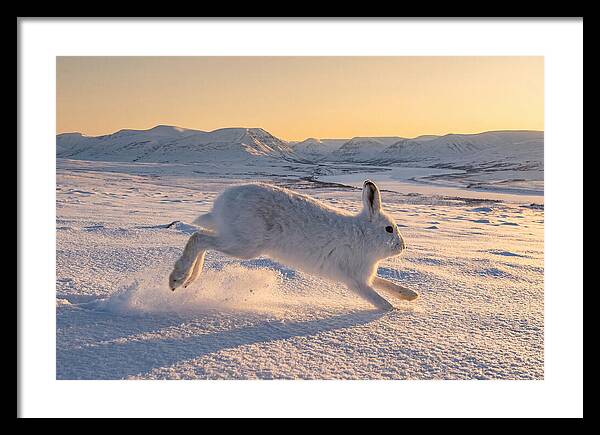 Hare Dancing Through Snow