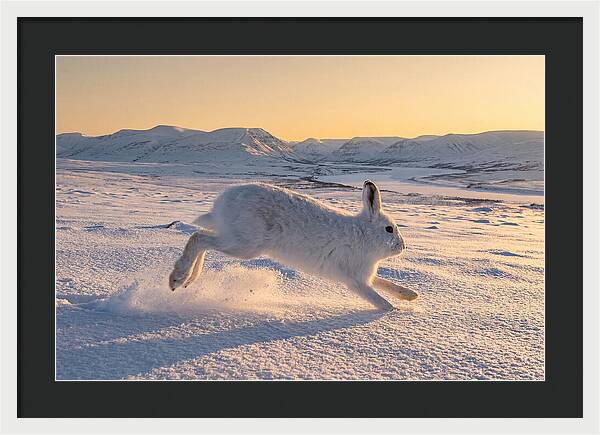 Hare Dancing Through Snow