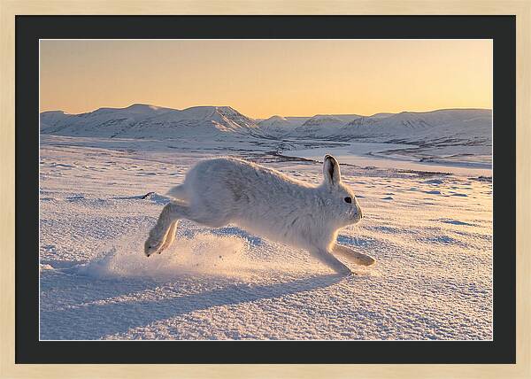 Hare Dancing Through Snow
