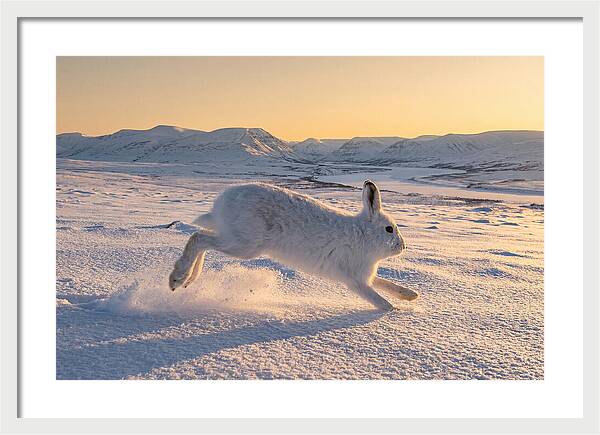 Hare Dancing Through Snow