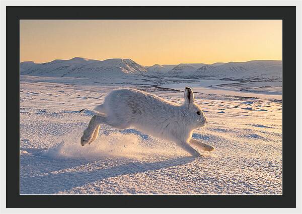 Hare Dancing Through Snow