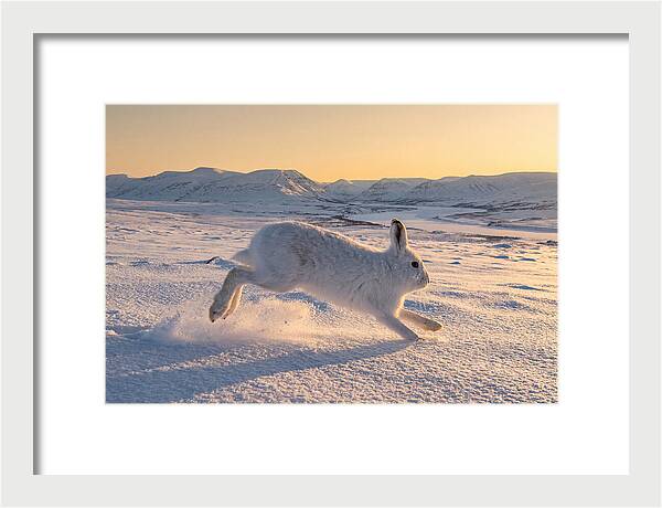 Hare Dancing Through Snow