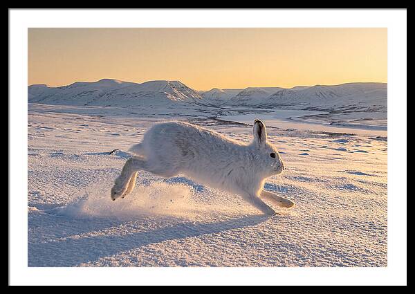 Hare Dancing Through Snow
